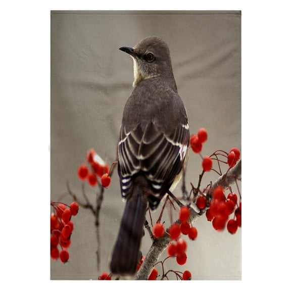 3dRose, Mockingbird among hawthorn berries - NA02 AJE0227 - Adam Jones, 22x30 Bath Hand Pool Towel