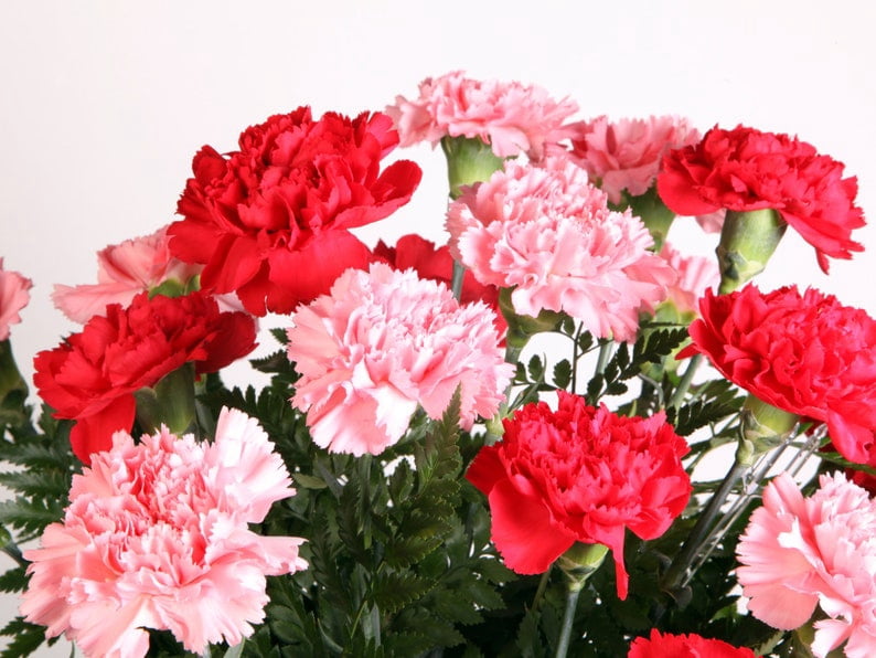 30 Rare Carnation Seeds | Mixed Color Dianthus | Heirloom Flower Seeds for Gardens