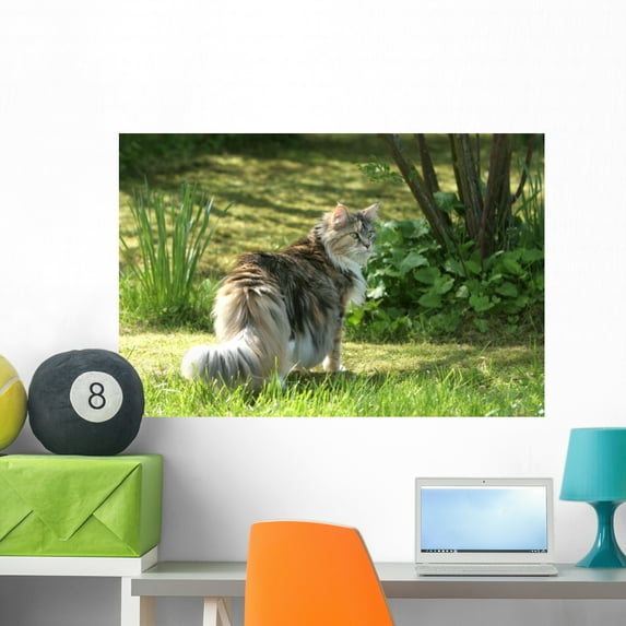 Cat Maine Coon Walk Wall Mural by Wallmonkeys Peel and Stick Graphic (36 in W x 24 in H) WM49604