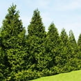 thumbnail image 3 of Thuja Green Giant Arborvitae - 40 Live Trees 2" Pot Size - Evergreen Privacy Plants, 3 of 9