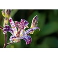 thumbnail image 2 of GSDWIUEW 55 Raspberry Mousse Toad Lily Seeds – Hardy Japanese Perennial with Spotted Blooms for Shade Gardens & Late Season Color, 2 of 4