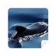 Océan Eau Mer Baleine Science Nature Photo Lunettes Tissu Écran Nettoyeur Daim Tissu 2 Pack – image 1 sur 2