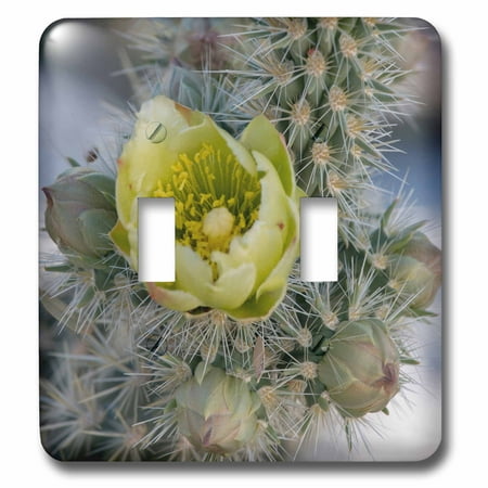 3dRose California. Silver Cholla cactus in Anza Borrego Desert State Park - Double Toggle Switch