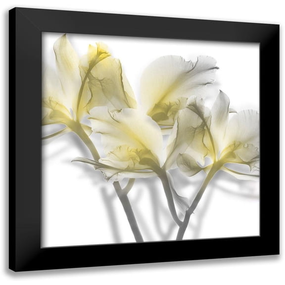 Koetsier, Albert 12x12 Black Modern Framed Museum Art Print Titled - Unfocused Light 2