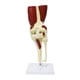 thumbnail image 3 of Modelo de articulación científica médica de tamaño real, herramienta de enseñanza de anatomía ligera, base educativa resistente con ligamentos y músculos Rodilla, 3 of 8