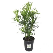 Podocarpus Macrophyllus, Durable Japanese Yew Shrub, Quart Pot