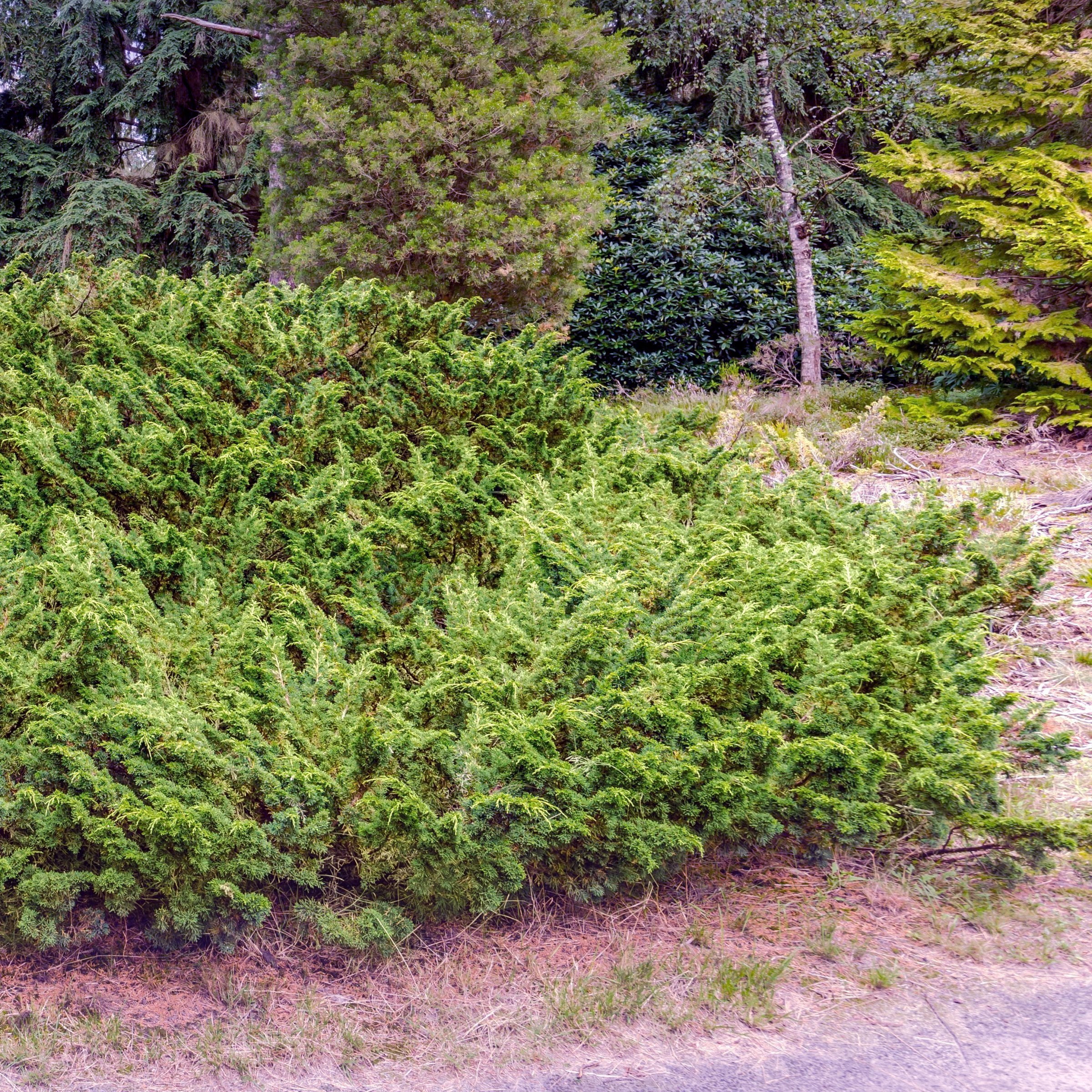 Live Shrub 3 gal Green Sargent Juniper with Full Sunlight