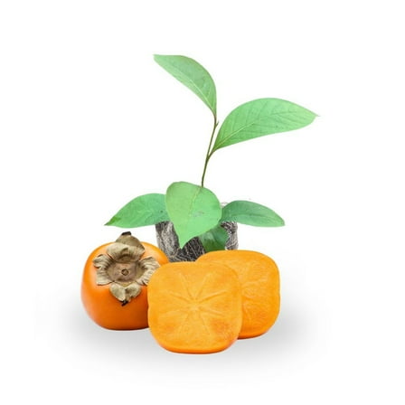 Fruit Persimmon Tree Live Plant for Backyard Planting, Persimmon Tree 6-10 Inches Tall