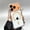 Orange, variant on For iPhone 14/13 Phone Case,With Lens Camera Film,Compatible with Mag-Safe,Four Corners Drop Protection,Crystal Transparent Back,Shokcproof Non-Slip Anti-Scratch Phone Case,Black