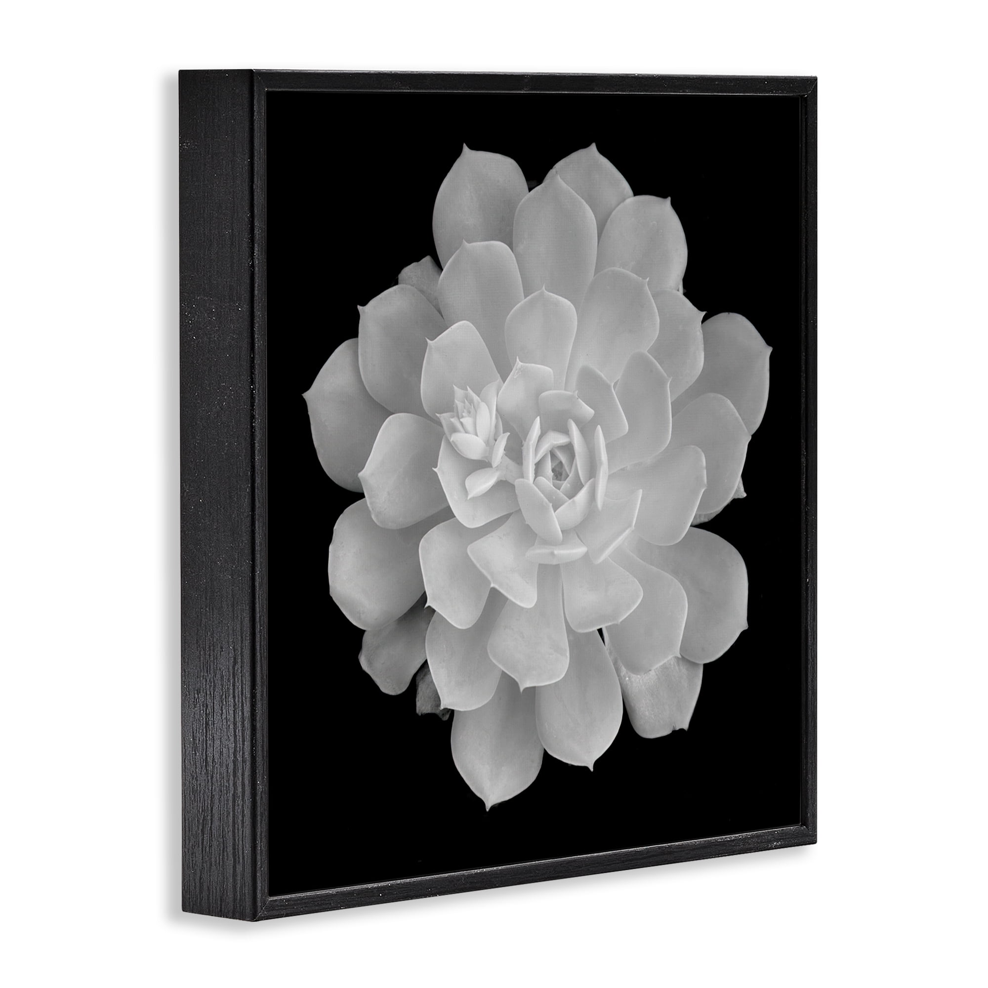 Pure White Succulent Contrast Black Framed Giclee Art, design by Phillip Flowers