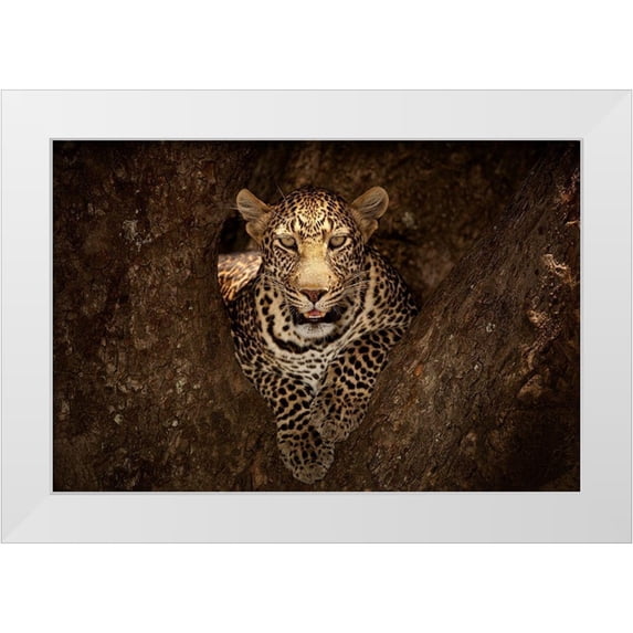 Ozmen, Ozkan 18x13 White Modern Wood Framed Museum Art Print Titled - Leopard Resting on a Tree at Masai Mara