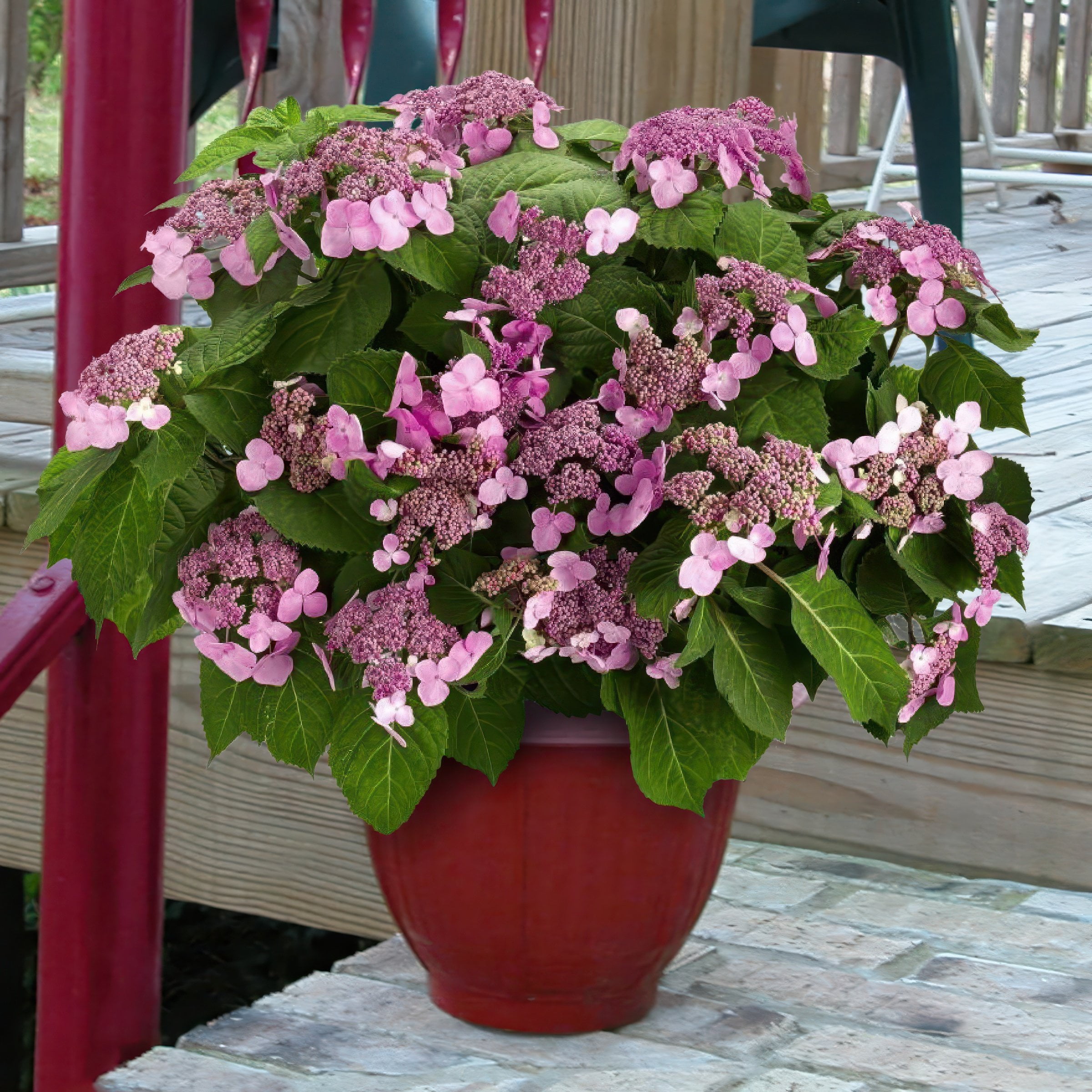 National Plant Network 4 in. Hydrangea Preziosa (3-Pack)