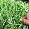 thumbnail image 3 of Clavos de tierra en forma de U verdes medio rociados, clavos de césped verdes para jardín, clavos fijos de césped Artificial, clavos de césped, 3 of 4