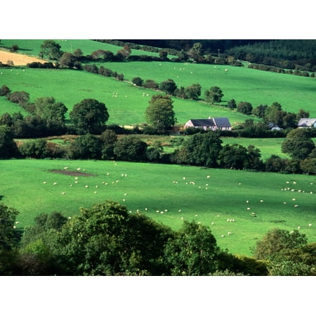 The Fields and Farmhouses of County Cork, Ireland Print Wall Art By Doug