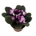 thumbnail image 2 of Novelty African Violet - 4" Pot - Best Blooming Plant, 2 of 3