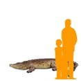thumbnail image 2 of Crocodile Life Size Statue, 2 of 11