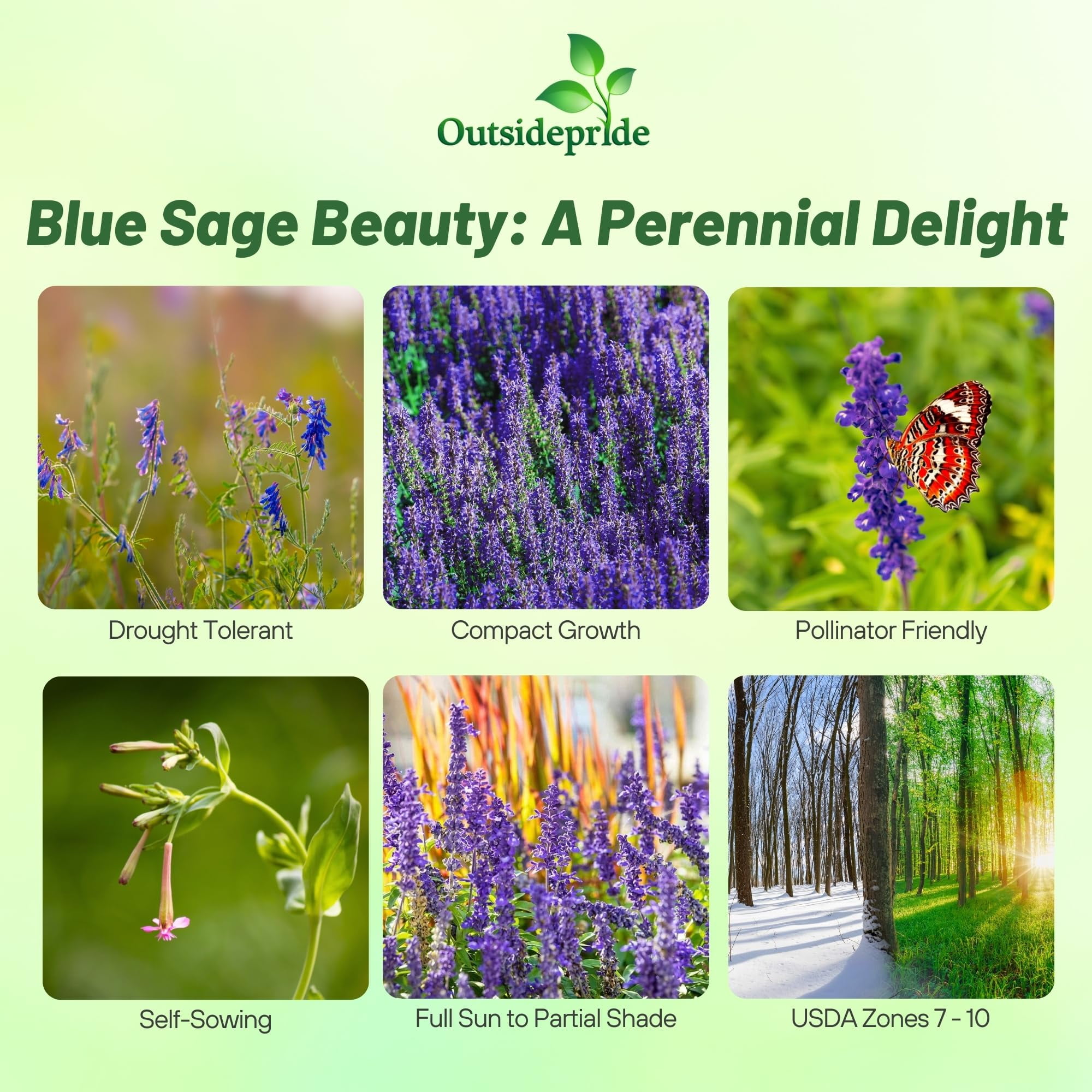 Outsidepride Blue Sage Seeds - 5000 MVR1&nbsp;Pcs Perennial, Drought-Tolerant & Wildflower Seeds w/Fragrant Blooms for Pollinator Attractant for Butterfly & Hummingbird Gardens & Landscaping