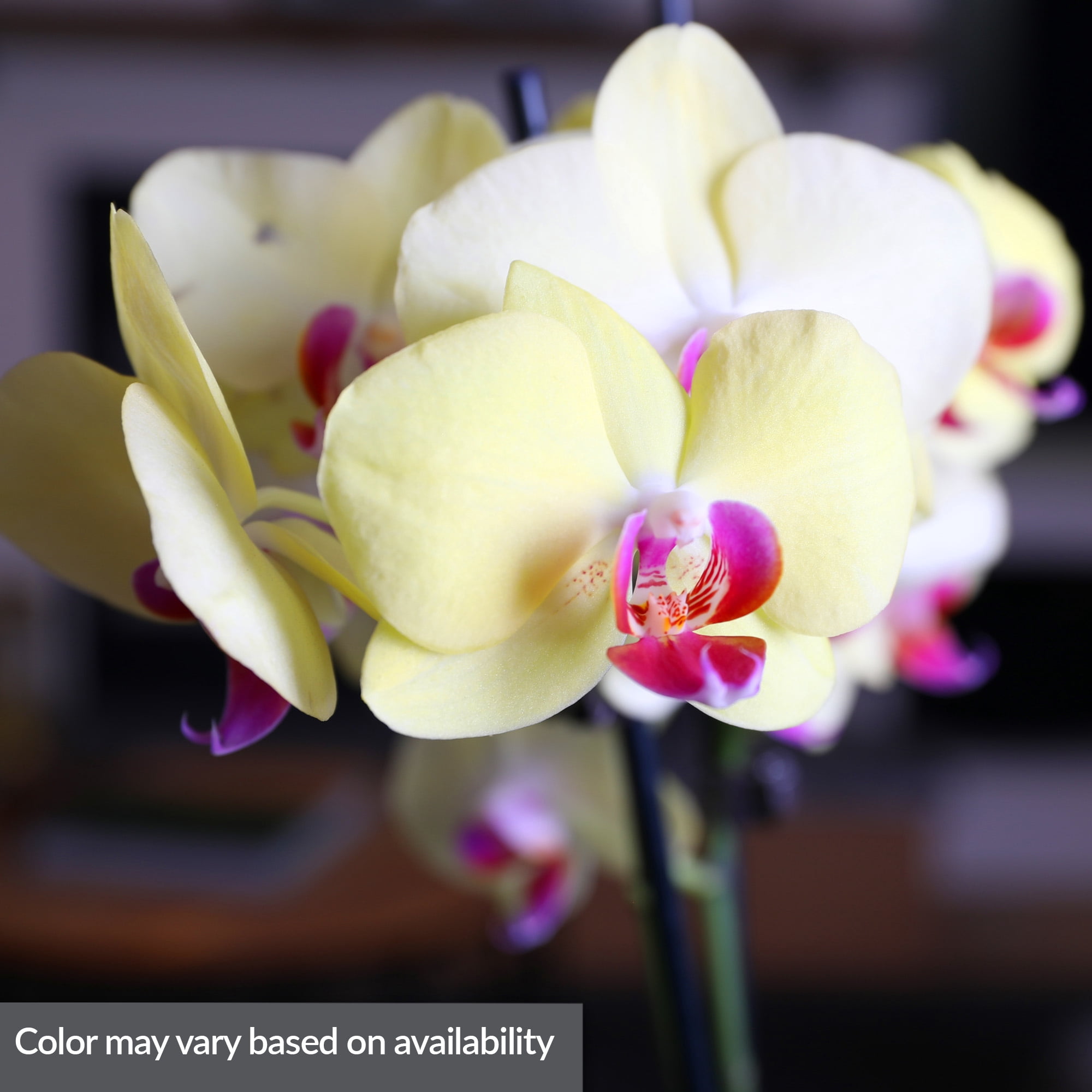 Just Add Ice 20-Pack Mini Assorted Yellow Orchids Live Plant Party Favors, 6-10" Height in 2.5" Diamter White Ceramic, House Plant
