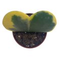 thumbnail image 3 of Variegated Hoya Kerrii Heart/Sweetheart Plant/Mothers Day Plant/Hoya Plant/Heart Shaped Succulent/Heart Hoya/Live Plant Rare, 3 of 8