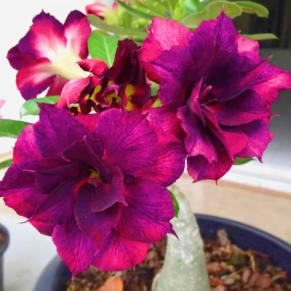 Desert Rose, Low Maintenance - Easy Grow - Ideal for Beds Borders, Plant Pots & Planters