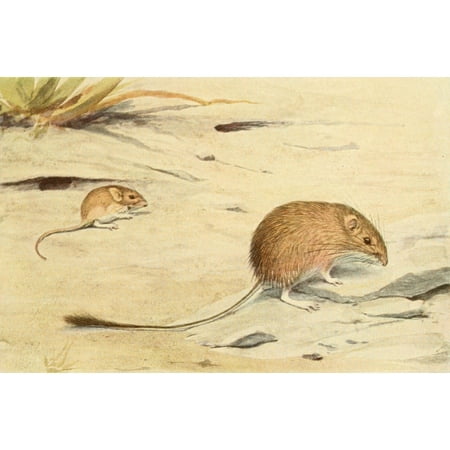 Wild Animals of N America 1918 Silky & Spiny Pocket Mouse Poster Print by  LA Fuertes