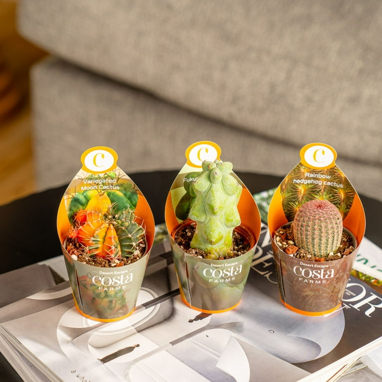 Costa Farms 3-5 inch Tall Assorted Premium Cactus, Bright Direct Sunlight, Indoor Live House Plants, 3-Pk, Size: Small