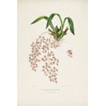 thumbnail image 2 of Withers, Augusta 23x32 Gold Ornate Wood Framed with Double Matting Museum Art Print Titled - Orchid, Oncidium Bateman, 2 of 4