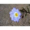 thumbnail image 4 of 25 Graines de Nolana Paradoxa pour Plantes Succulentes, 4 of 4