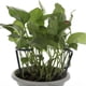thumbnail image 2 of Anillo de soporte para plantas semicircular, soporte de jaula de plástico para plantas, maceta, enrejado trepador para plantas pequeñas, flores, vegetales, plantas de interior, 2 of 7