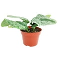 thumbnail image 3 of Silver Splash Pothos - 4 inch + Plastic Pot, 3 of 5