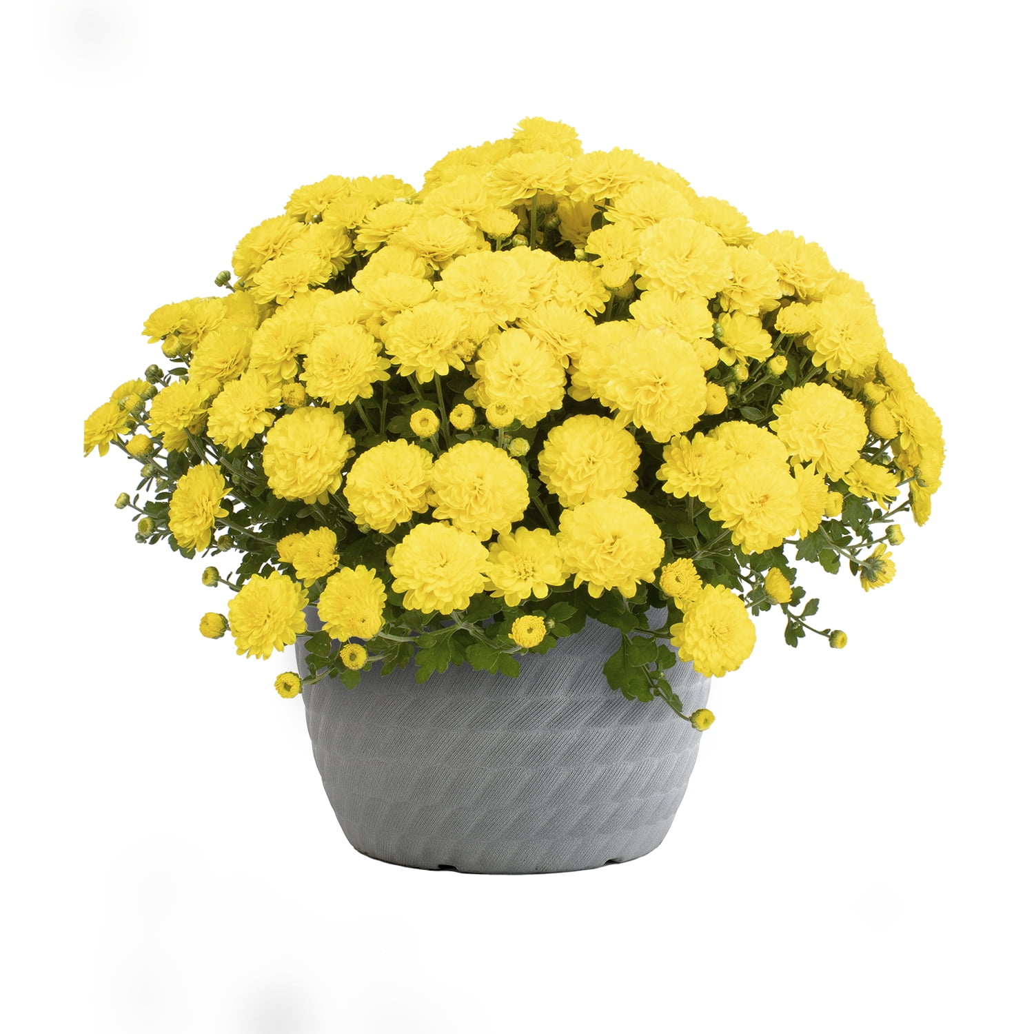 Better Homes & Gardens 1.5G Yellow Daisy Mum with Decorative Pot Live