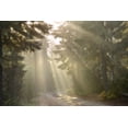 thumbnail image 2 of Paulson, Don 18x13 White Modern Wood Framed Museum Art Print Titled - OR, Willamette NF God rays illumine foggy forest, 2 of 4