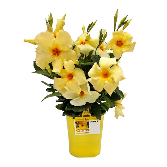 Plante Annuelle À Fleurs Dipladenia Calypso #5