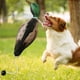 thumbnail image 5 of Juguete para morder para perros perfecl duradero multicolor, 5 of 8