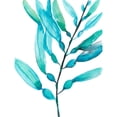 thumbnail image 3 of Goldberger, Jennifer 12x14 Black Modern Framed Museum Art Print Titled - Watercolor Kelp I, 3 of 5