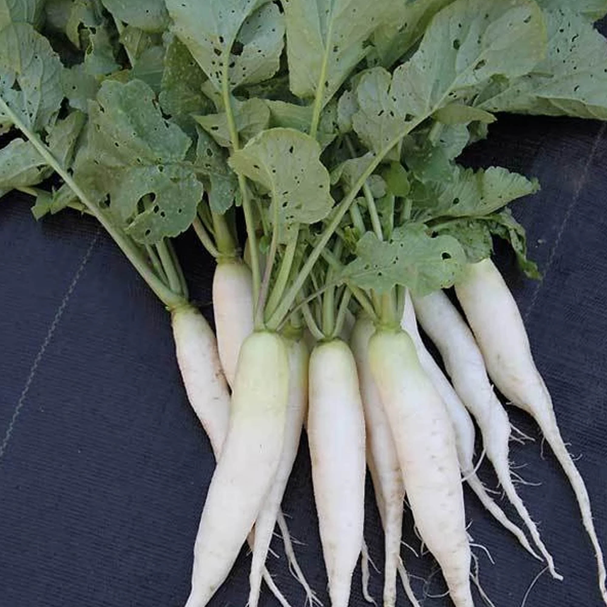Organic White Icicle Radish Seeds 25 LB Bulk 1,070,000