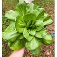thumbnail image 4 of TomorrowSeeds - Wa Wa Qing Bok Choy Seeds - 1500+ Count - For 2025 Planting Hybrid Green Pak Choi, 4 of 10
