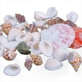 thumbnail image 6 of SPRING PARK 100g Mixed Sea Shells Mixed Ocean Beach Seashells,Various Sizes Natural Colorful Seashells Perfect for Beach Theme Party Home Decorations,DIY Crafts, Fish Tank, 6 of 6