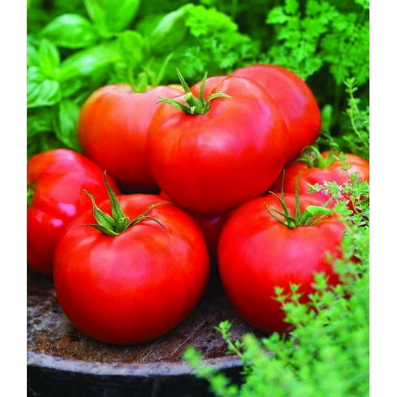 Big Boy Tomato Plant - Two (2) Live Plants - Not Seeds - Each 5" to 7" Tall - in 3.5 Inch Pots