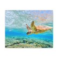 thumbnail image 1 of Funny Turtle Silly Turtle Scene Outside Wall Art Ready to Hang Unframed, 1 of 7