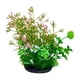 thumbnail image 2 of Plantas artificiales de acuario, decoración plástica de plantas acuáticas, adorno de paisajismo de simulación verde de 11 pulgadas, diseño flexible de molduras para acuarios de agua dulce, 2 of 6