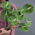 thumbnail image 6 of Artificial Anthurium Flower 17.7 Inch – Real Touch Faux Stems for Home Décor, Wedding Centerpieces, Party Decorations, Bathroom Decor, 6 of 6
