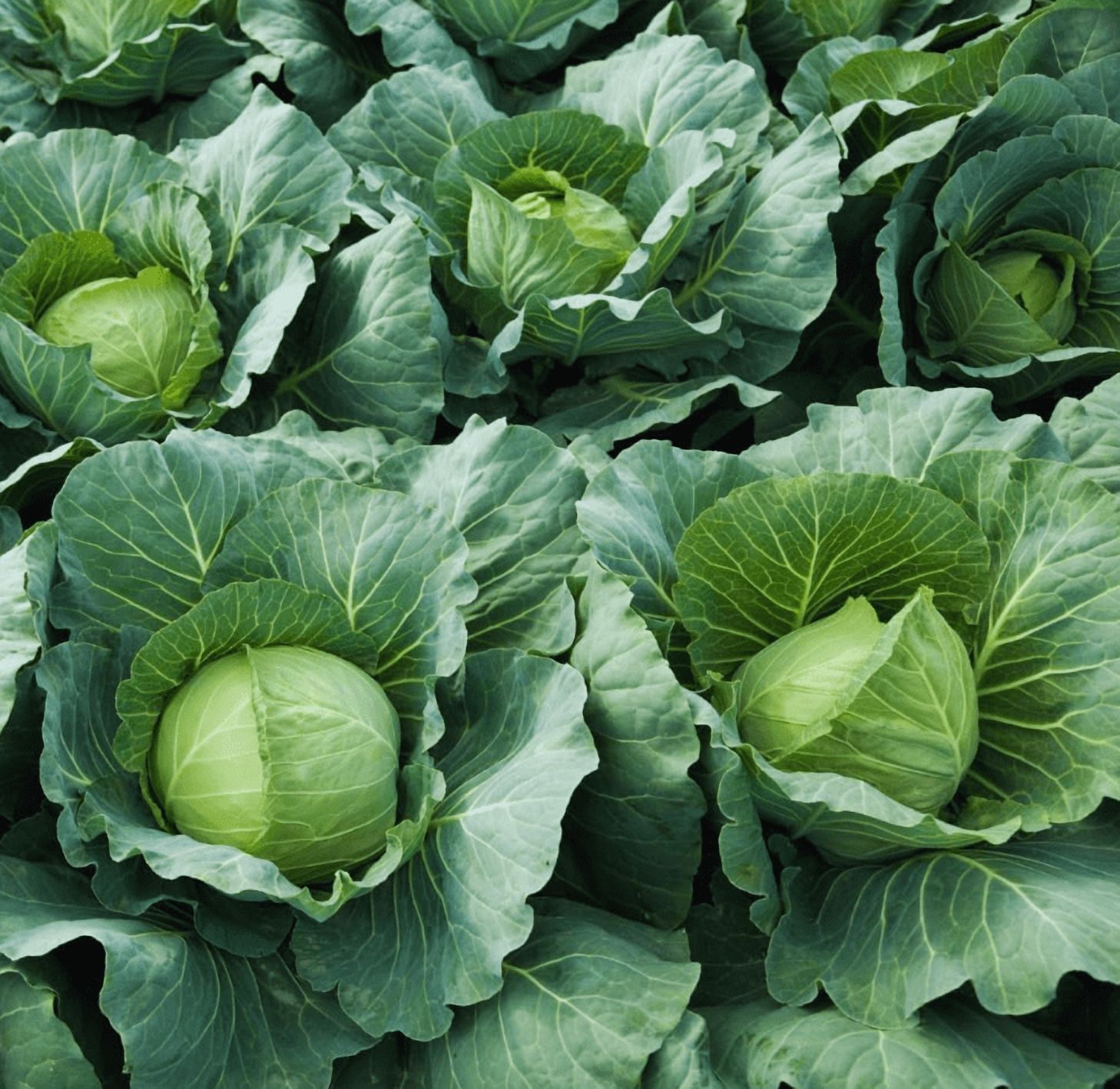 Cabbage Plant Live for Planting, 4 Inch Pot, Cold Harrdy Cabbage Vegetable Plant for Indoor Outdoor Garden
