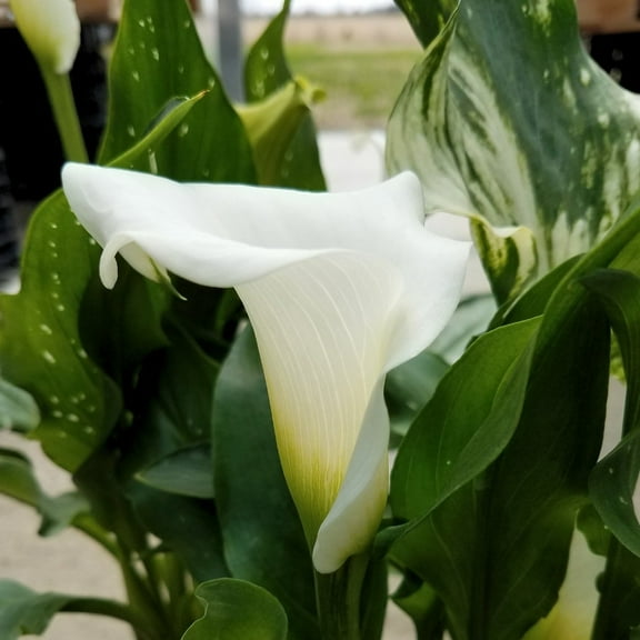Snow Storm Calla Lily Bulb - Zantedeschia - Florist Favorite - 14/16cm Bulb