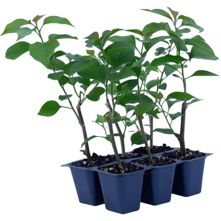 6 La Jolla Bougainvillea, Live Plants – Thriving in 2.5” Nursery Cubes – Vibrant Fuchsia-Pink Blooms, Versatile as a Vine or Shrub