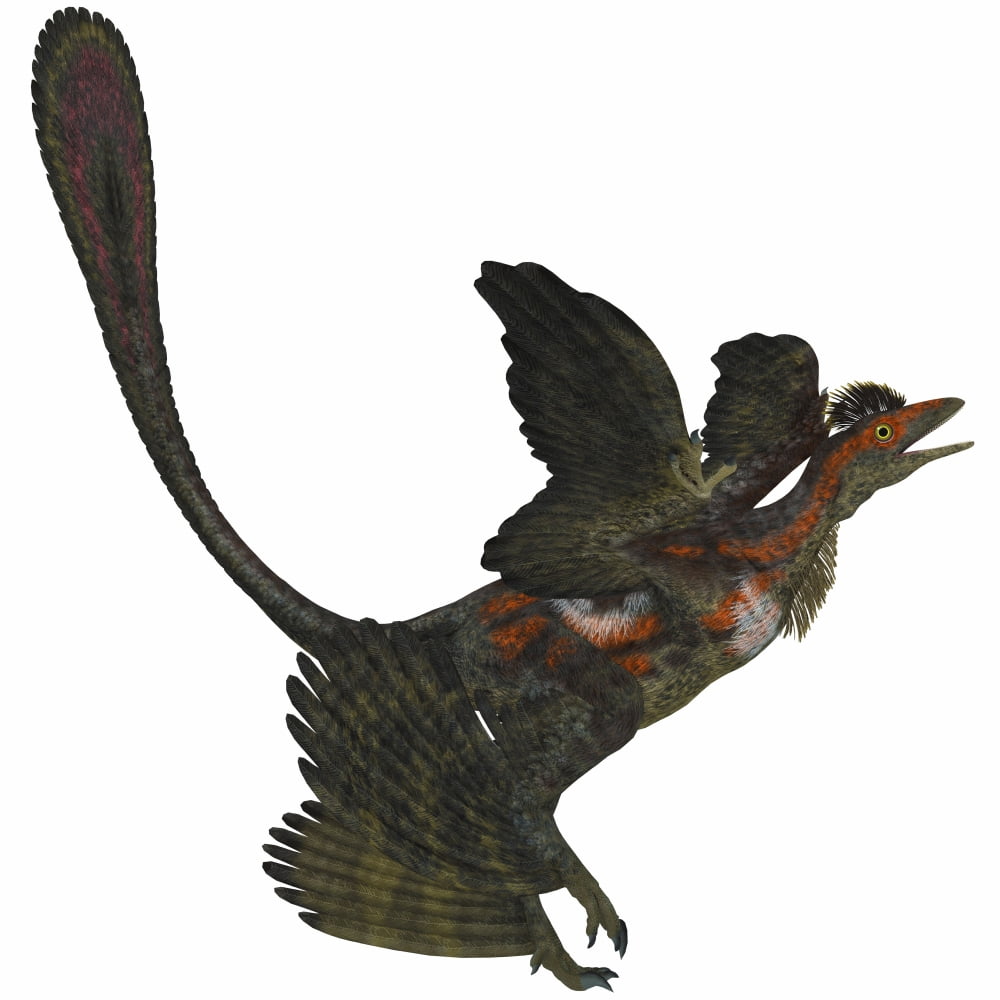 The Microraptor was a small flying dinosaur with four wings in the Cretaceous Period of China