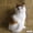 Color, variant on Realistic Cat Plush Toy, Simulated Pet Cat Stuffed Animal with Ultra-Soft Faux Fur, Lifelike Companion for Kids Toddlers Cat Lovers, Perfect Birthday Home Decor Gift