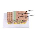 thumbnail image 3 of Skin Model, 35X Enlarged Anatomical Model Anatomy for Science, 3 of 5