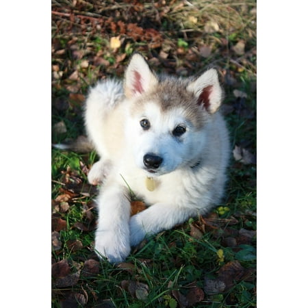 Canvas Print Baby Alaskan Malamute Sled Dog Dog Stretched Canvas 10 x 14