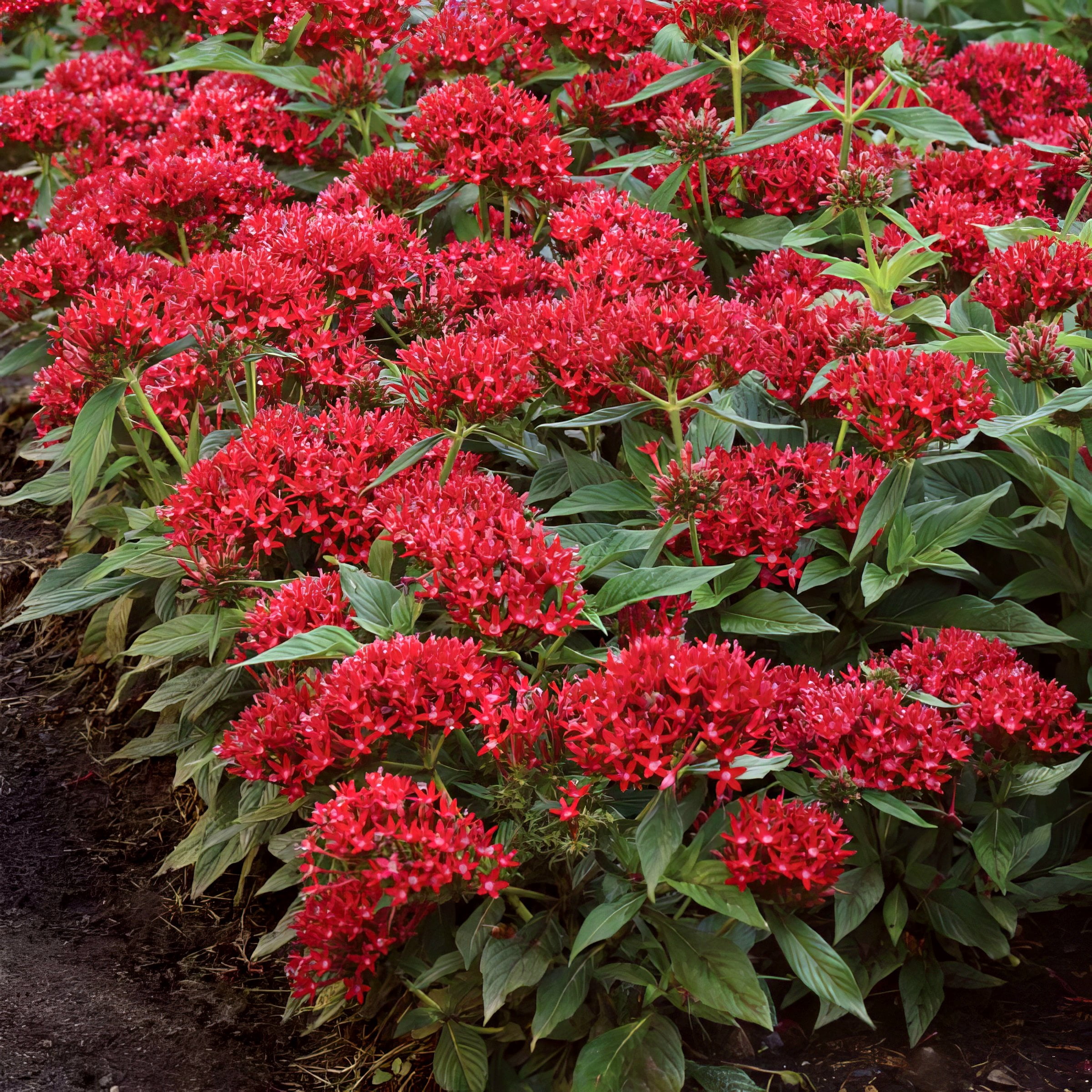 Live Annual 4" Pentas 'Lucky Star Red' (3-Pack) with Full Sunlight